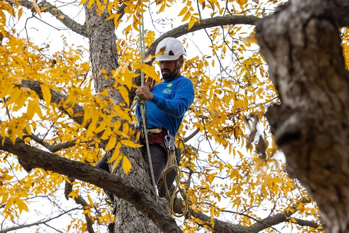 Skilled Tree Trimming crew working in Rudolph